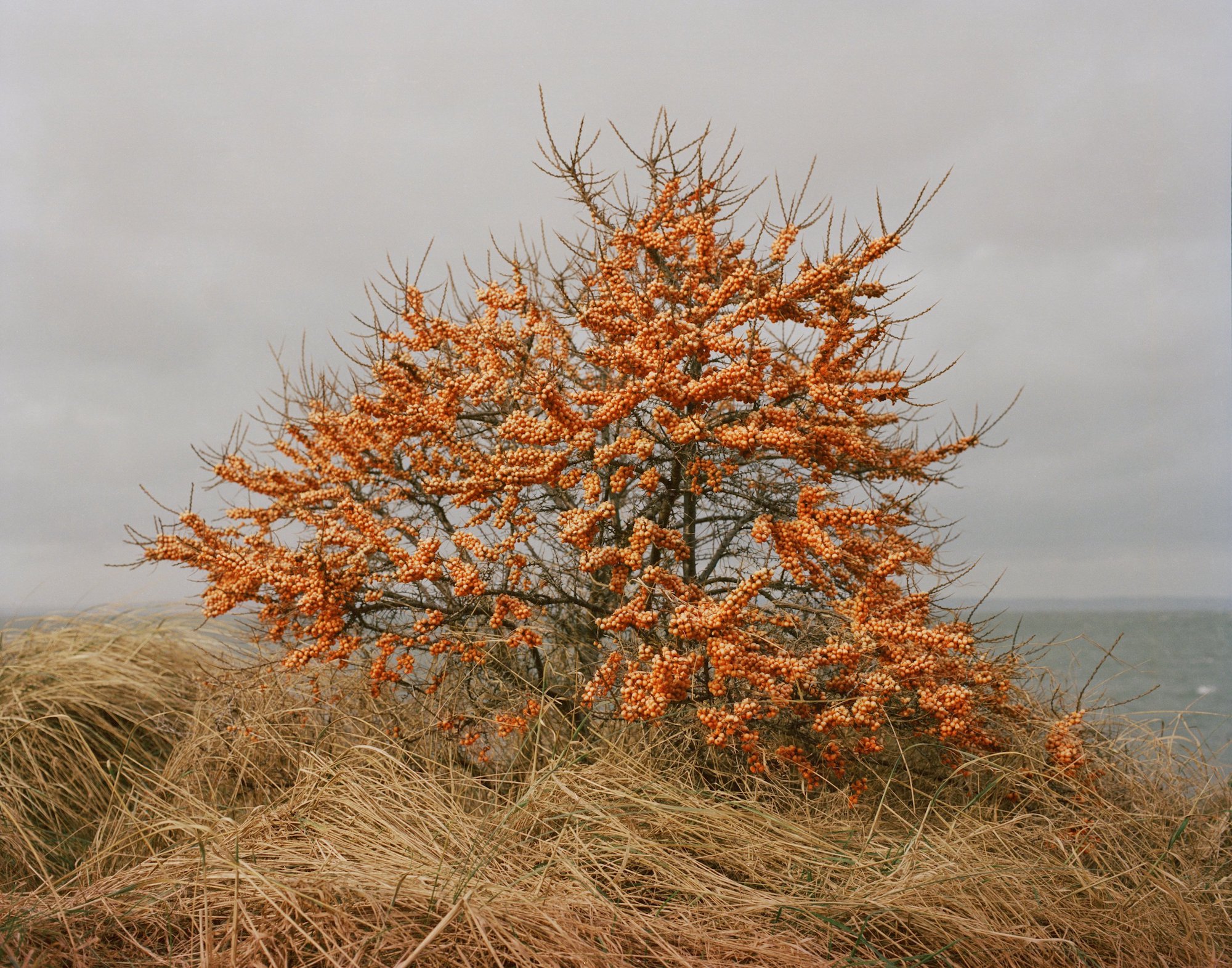 Ode to Sea Buckthorn