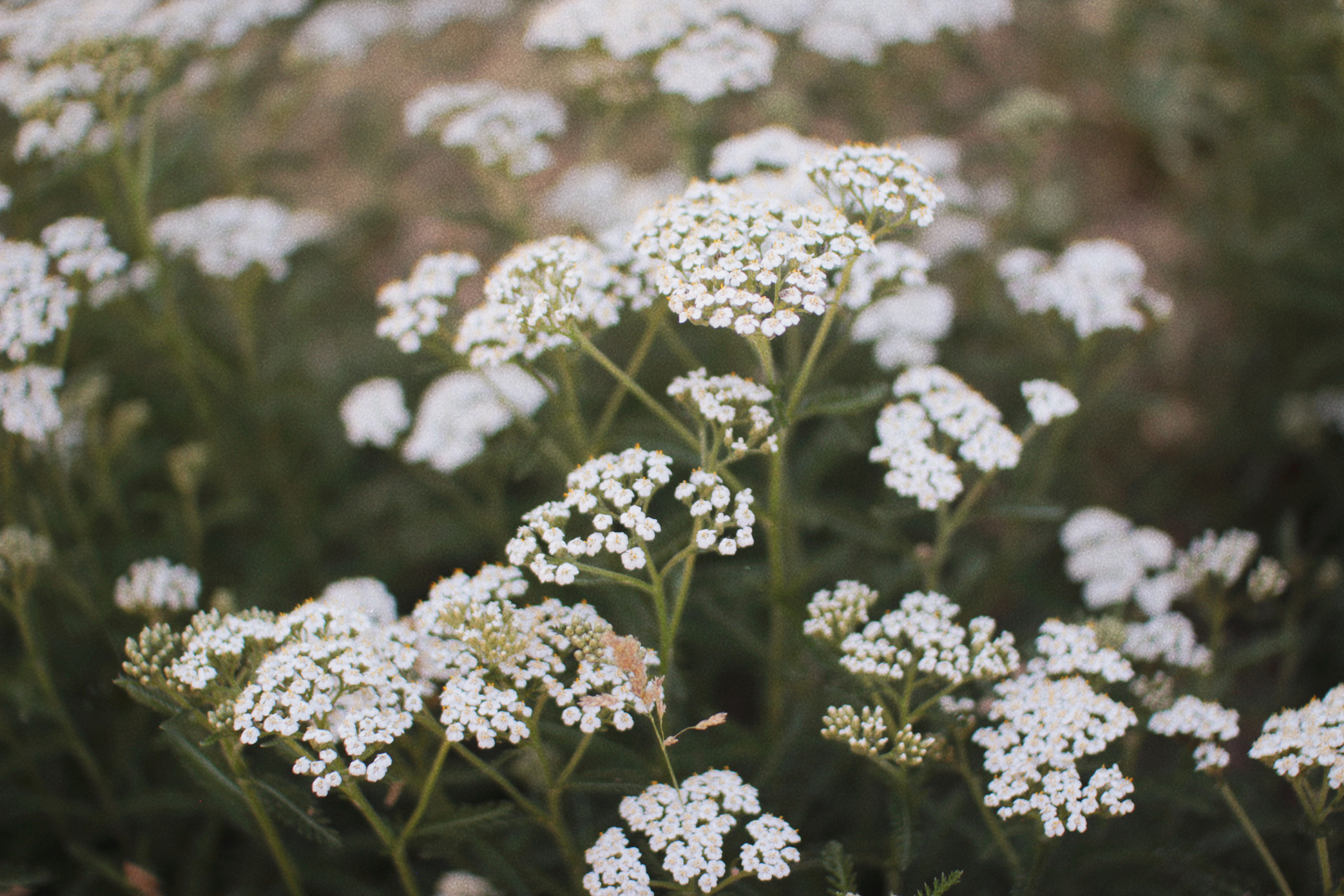 Ode to Yarrow