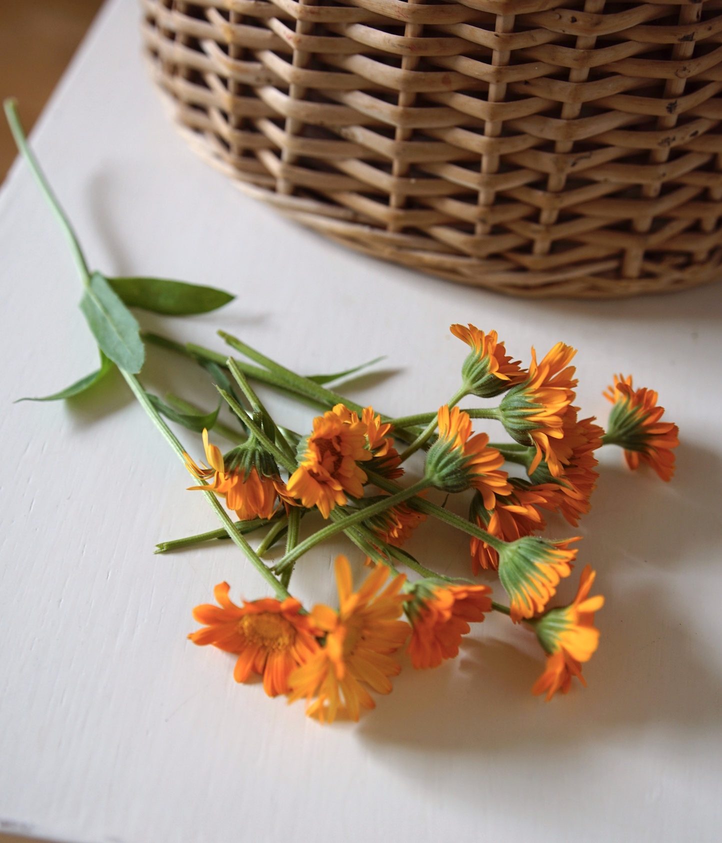 Ode to Calendula